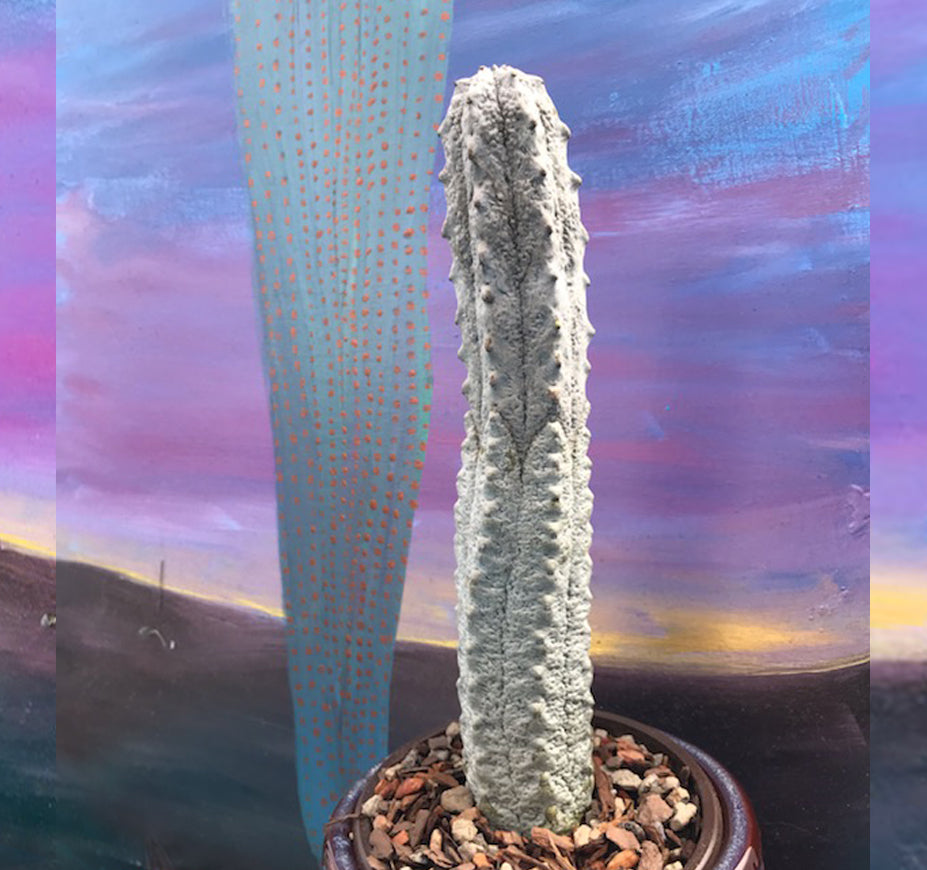 Euphorbia Abdelkuri Grey -  Rare Cactus Succulent Rooted: 9"