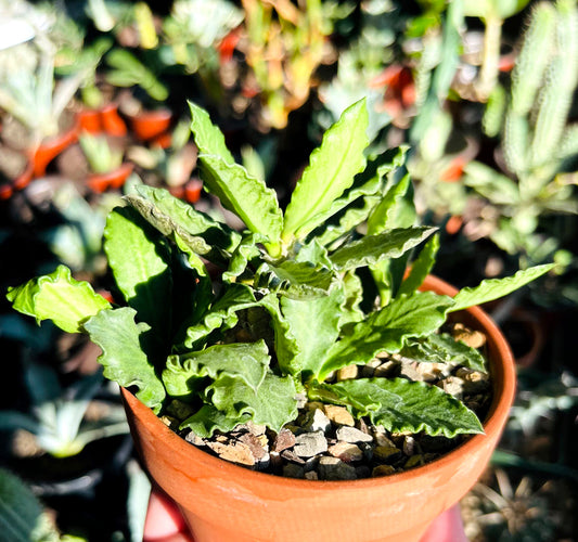 Euphorbia Decaryi var. Decaryi