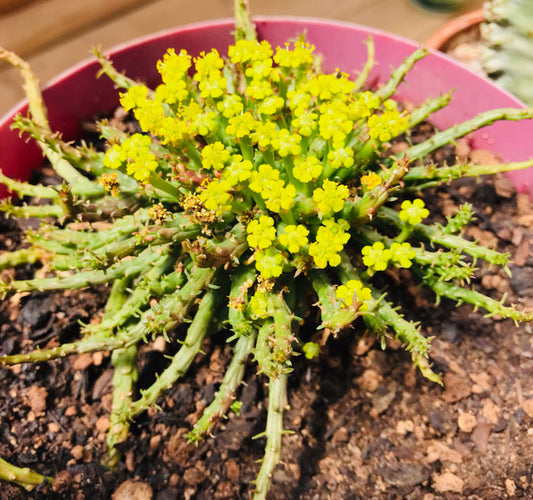 Euphorbia Flanaganii - "Madusa's Head"