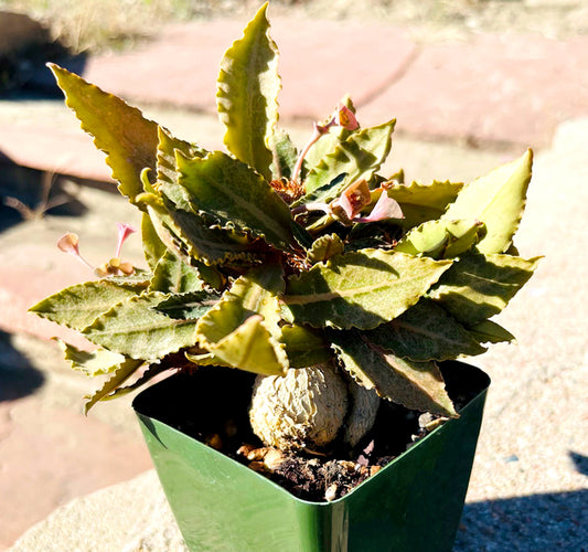 Euphorbia Francoisii A