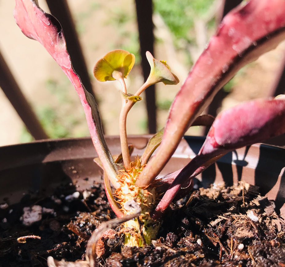 Euphorbia Francoisii