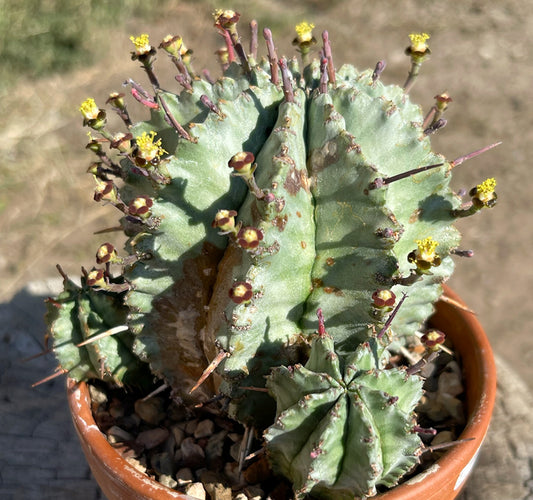 Euphorbia Horrida var. Nova