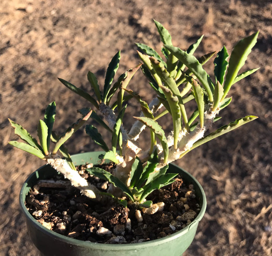 Euphorbia Ambovombensis x Decaryi ssp Decaryi