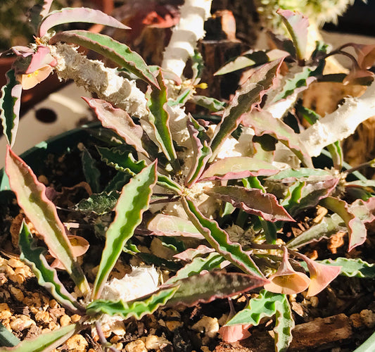 Euphorbia Ambovombensis x Decaryi ssp Decaryi