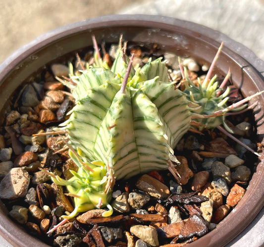 Euphorbia Meloformis Variegata