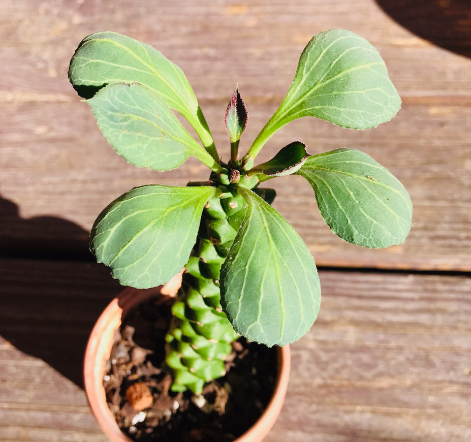 Euphorbia Ritchiei