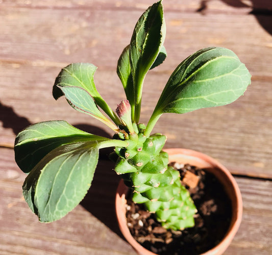 Euphorbia Ritchiei