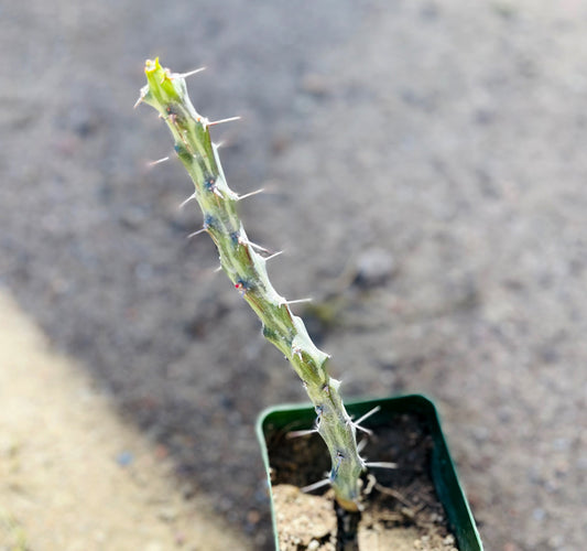 Euphorbia Triaculeata