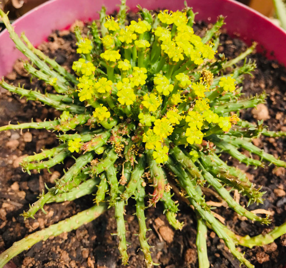 Euphorbia Flanaganii - "Madusa's Head"