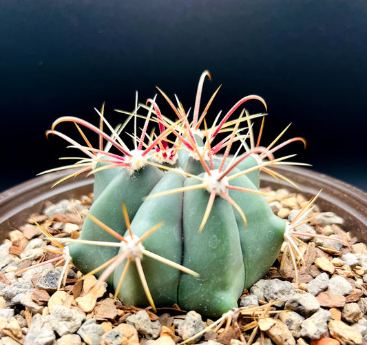 Ferocactus Wislizeni