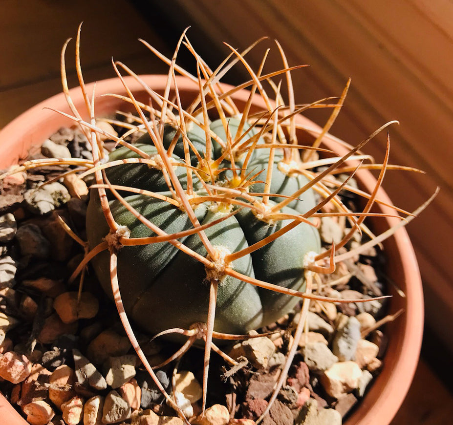 Gymnocalycium Cardenasianum