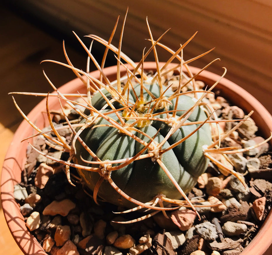 Gymnocalycium Cardenasianum