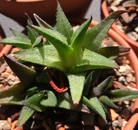 Haworthia Tessellata