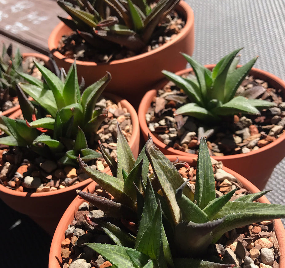 Haworthia Tessellata