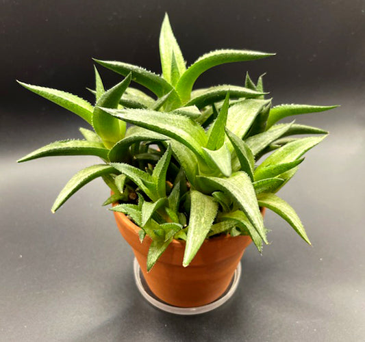 Haworthia Tessellata