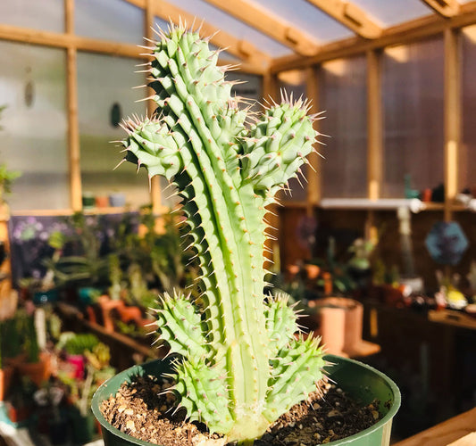 Hoodia Gordonii