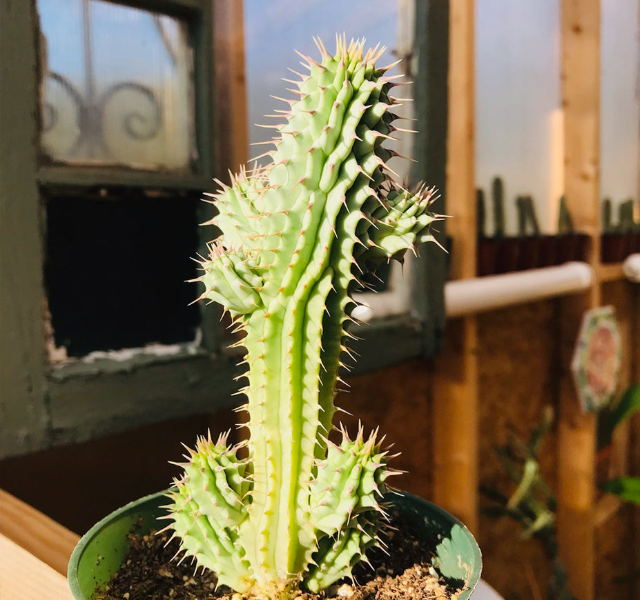 Hoodia Gordonii