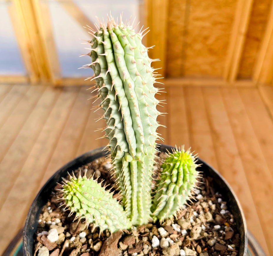 Hoodia Gordonii For Sale LIve Plant, Bushman.s Hat Succulent