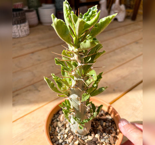 Pachypodium Lealii