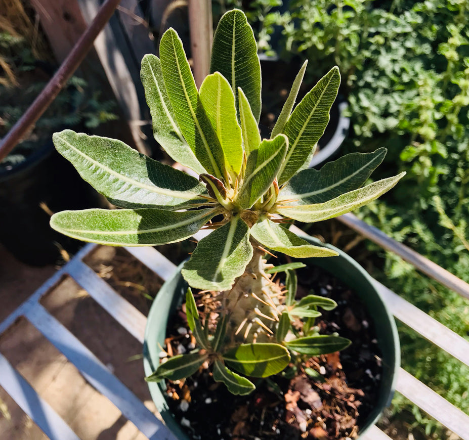 Pachypodium Rosulatum