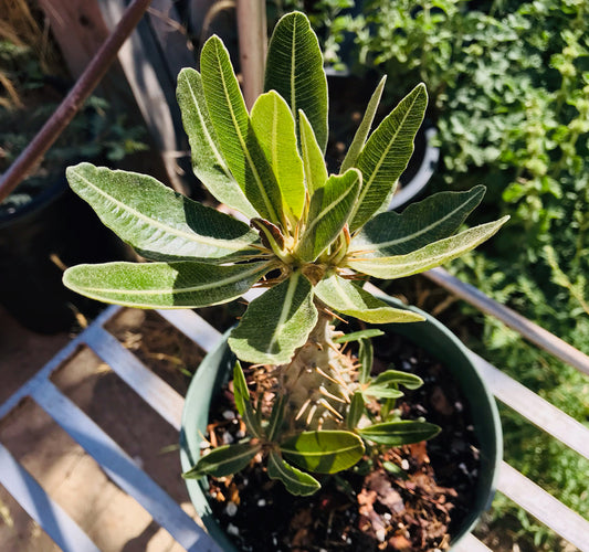 Pachypodium Rosulatum