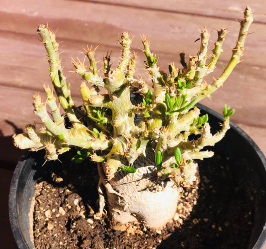 Pachypodium Succulentum x Bispinosum