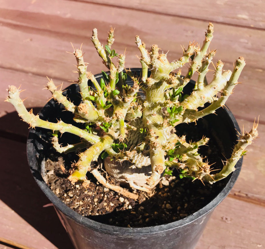 Pachypodium Succulentum x Bispinosum