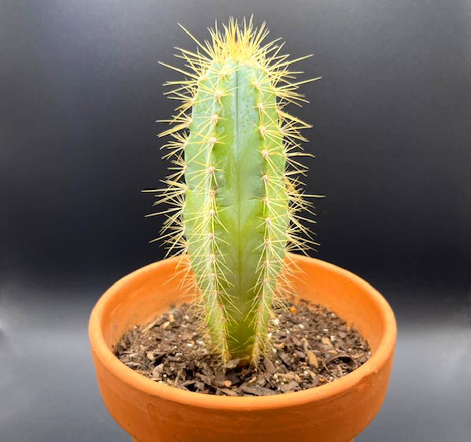 Pilosocereus Azureus Blue Columnar Cactus Blue Torch For Sale Front View