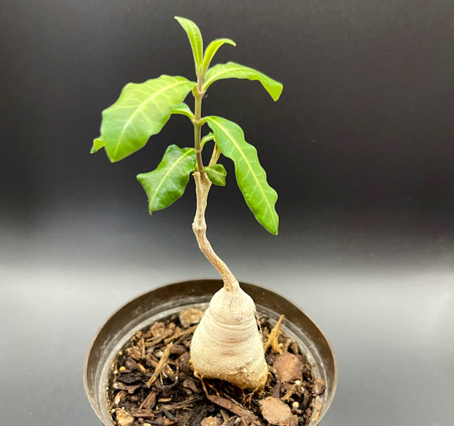 Raphionacme Fanaganii Rare Caudiciform Plant For Sale