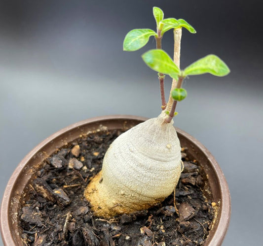 Raphionacme Flanaganii Rare Caudiciform Plant For Sale SIde VIew