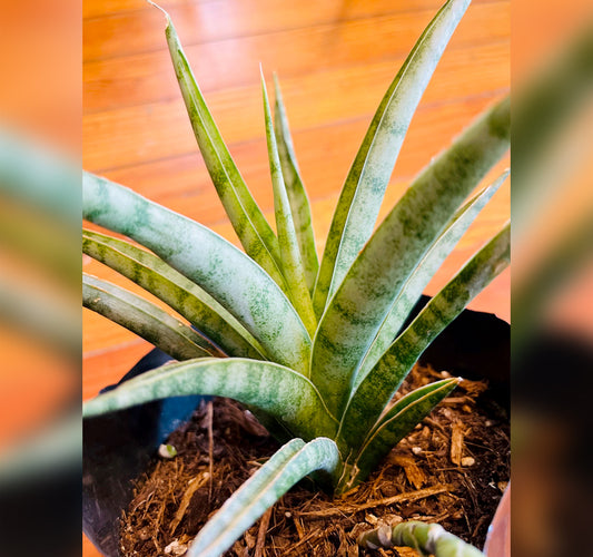 Sansevieria sp. Athi River type 1