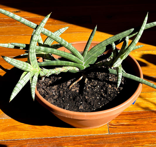 Sansevieria Hargeisana