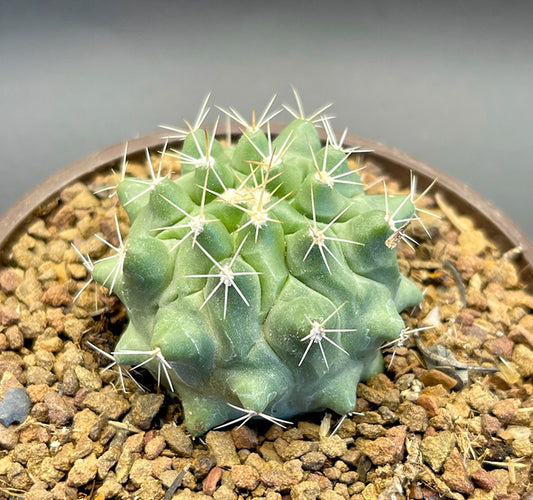 Thelocactus Rinconensis Birds Nest Cactus For Sale Top View