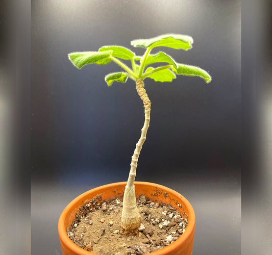 Uncarina Roeoesliana Pachycaul Tree For Sale Front View