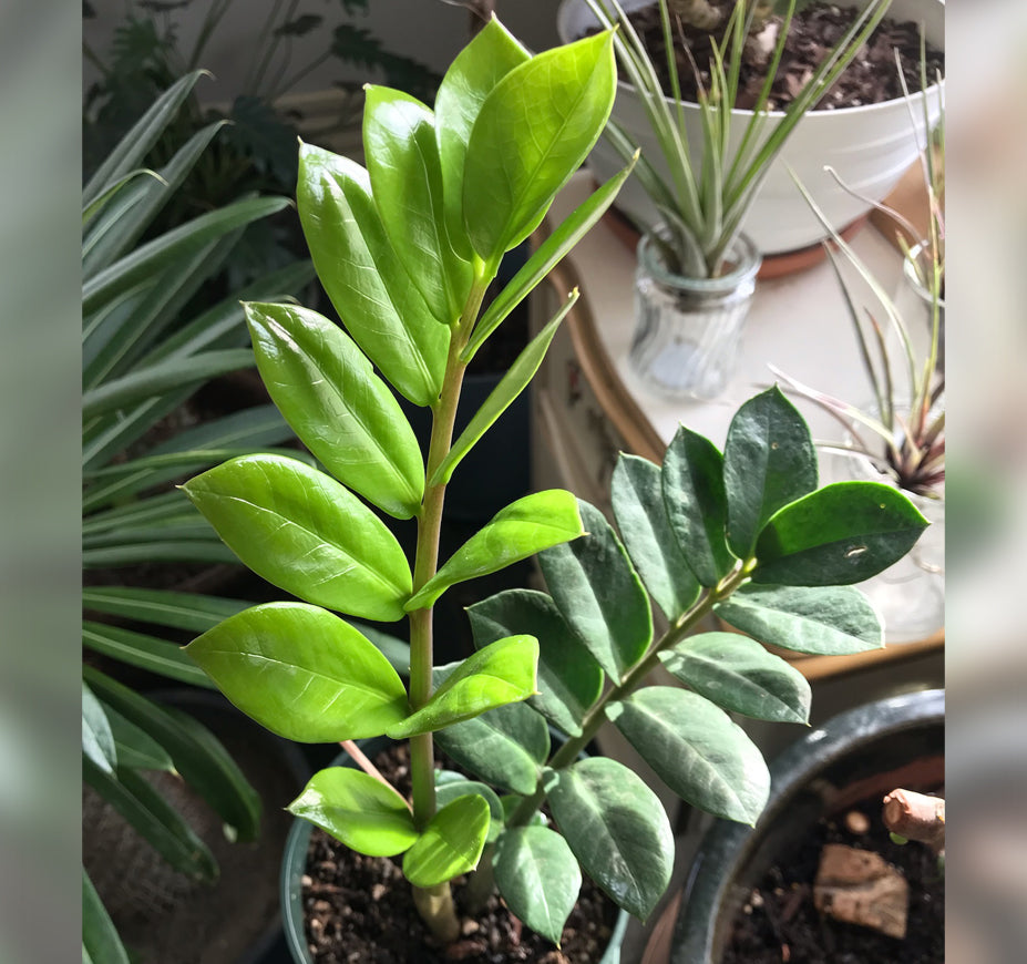 Zamioculcas Zamiifolia 'ZZ plant'